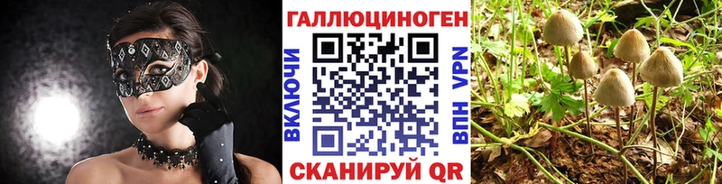 Галлюциногенные грибы Psilocybine cubensis  дарк нет наркотические препараты  OMG как войти  Любим  магазин   